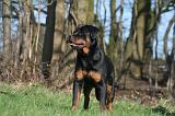 ROTTWEILER 528